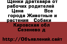Щенки дратхаара от рабочих родителей › Цена ­ 22 000 - Все города Животные и растения » Собаки   . Кировская обл.,Сезенево д.